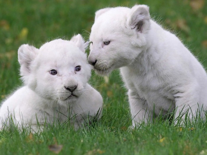 Recently Spotted Rare Animals - Business Insider R cpd no burp syndrome botox