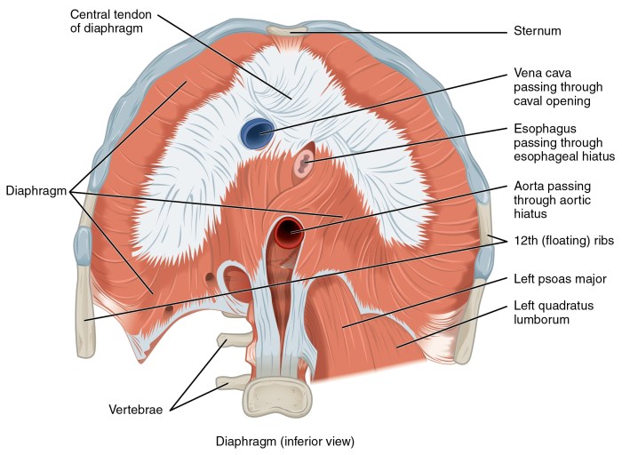 What is the Diaphragm Your Breathing Muscle