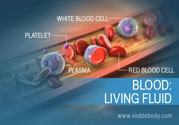 Red Blood Cell Internal Structure Blood thinners before during and after surgery