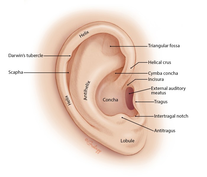 Ear Drainage Causes and Treatment Explained