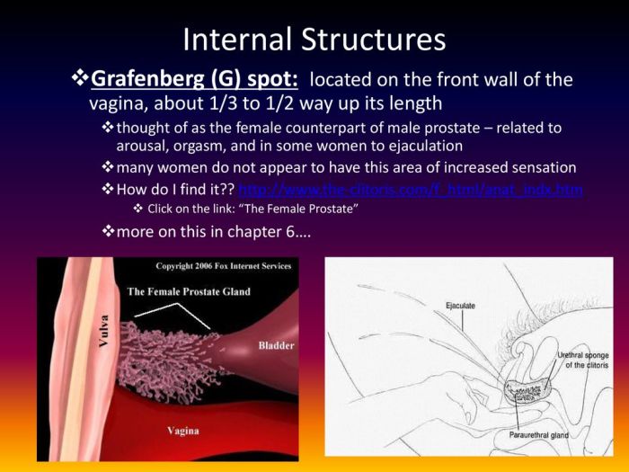 Urinary Orifice Female Reproductive System at Jody Velasco blog Where is the g spot