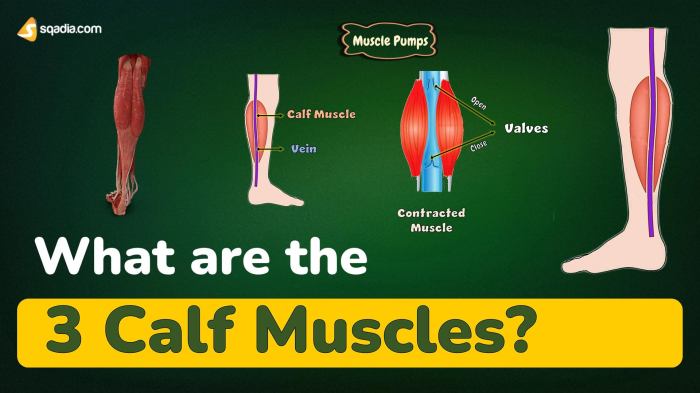 What Muscles Are Part Of The Calf at Curtis Coveny blog Calf pain when walking