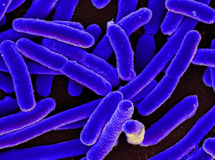Why Do Urinary Tract Infections (UTI) Recur? Uti recurrence and gut microbiome