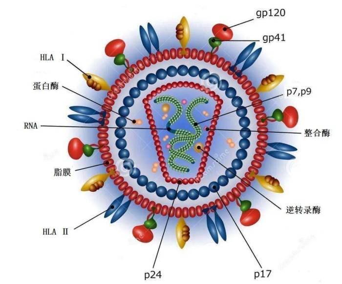 晓“艾”慎行 || 艾滋病的含义及病毒特点_症状_virus_human Hiv symptoms in men