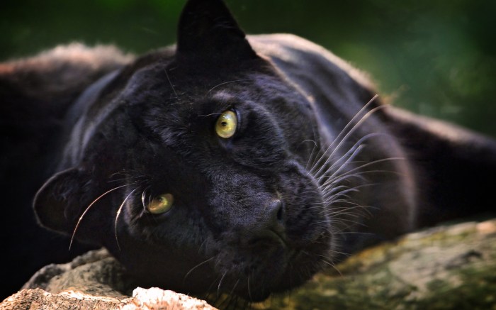 Are animal medications safe for humans