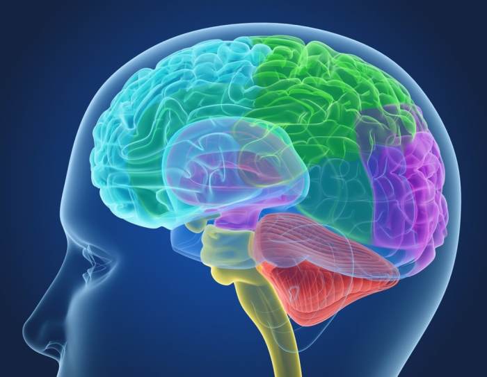 3D xray human brain anatomy - TurboSquid 1233727 Brain activity after cardiac arrest