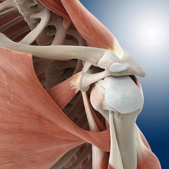 Slap tear of the shoulder