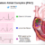 Premature Atrial Complexes (PACs) A Comprehensive Guide