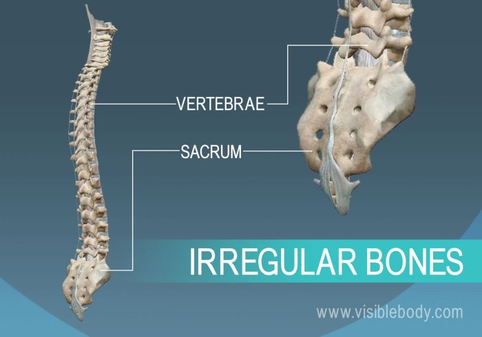 What is a bone scan for cancer