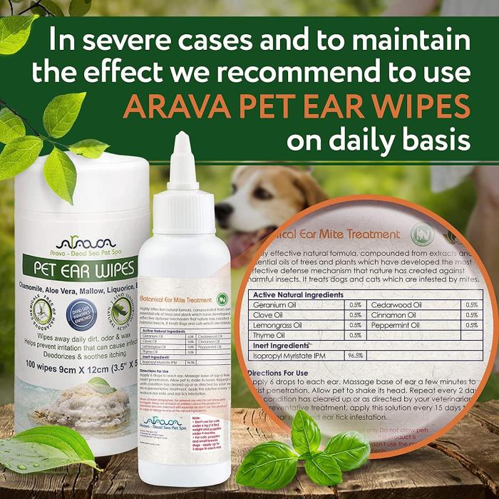 Ear mites in humans