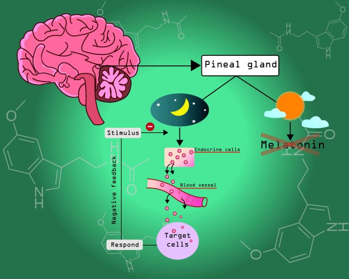How does melatonin work