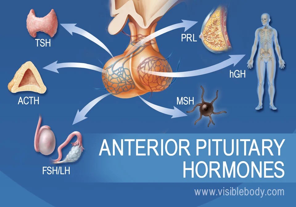 Hormones and gastrointestinal problems