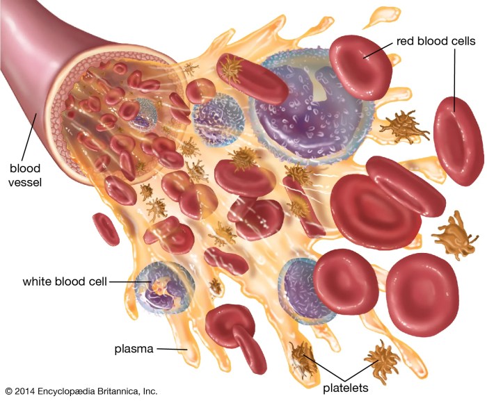 Serum albumin | Blood, Plasma, Transport | Britannica Stroke level blood pressure
