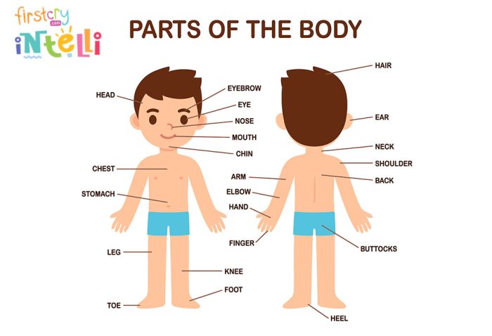 Anatomical Terms Labeling Quiz at Teresa Huffman blog What causes body odor
