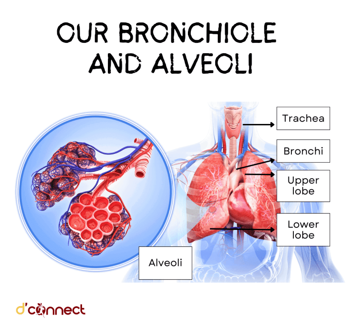 Bronchioles anatomy function and diseases