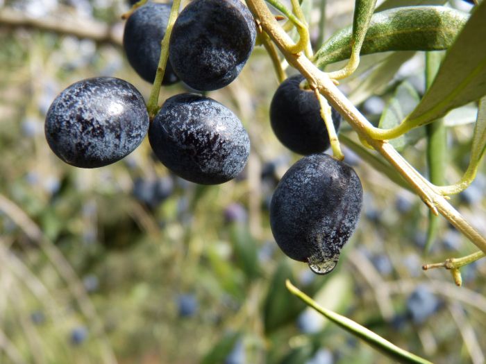 Olive oil skin benefits