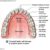 How Many Teeth Do Adults Have?