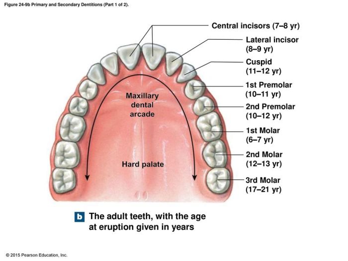 How Many Teeth Do Adults Have?