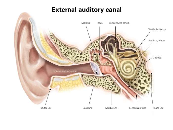 Patulous Eustachian Tube: Symptoms, Causes, and Treament What is patulous eustachian tube