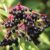 Elderberry Juice Weight Loss, Cold & Flu