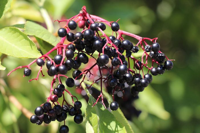 Elderberry Juice Weight Loss, Cold & Flu