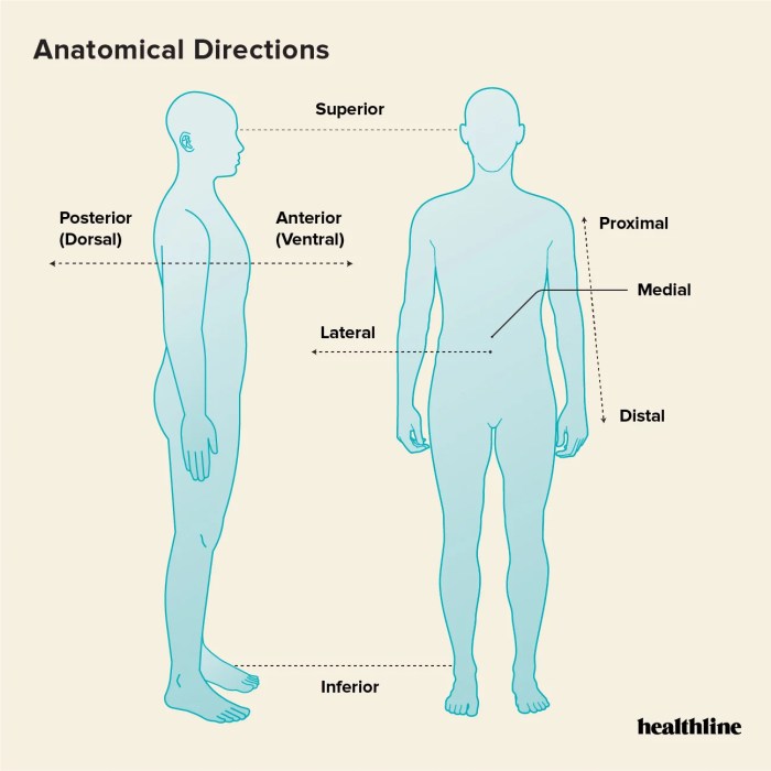 The 3 Anatomical Body Planes and The Movements In Each What causes body odor