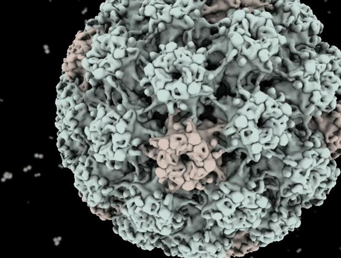 HPV virus coat structure | Okinawa Institute of Science and Technology ... Hpv throat cancer link study