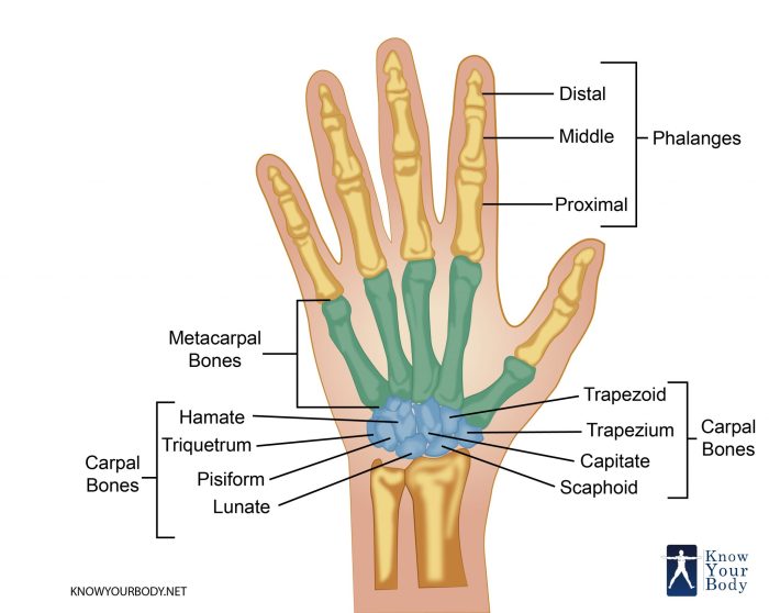 Hand Bones - Anatomy, Structure and Diagram Hand pain causes treatment and when to see a doctor