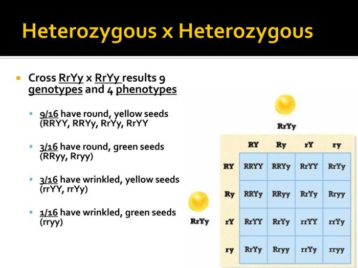 Difference between Homozygous and Heterozygous - Laboratoryinfo.com Heterozygous definition traits and diseases
