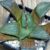 Aloe Vera for Hair Growth A Deep Dive