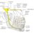 Inferior Alveolar Nerve Anatomy A Deep Dive