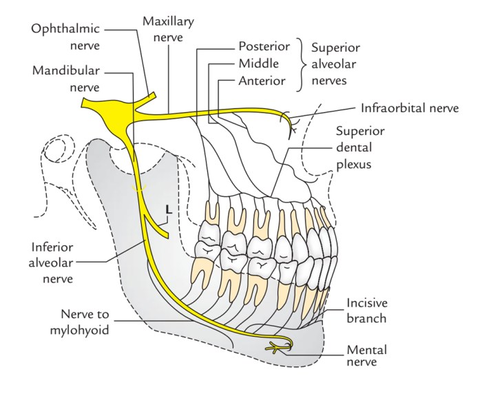 Inferior Alveolar Nerve – Earth's Lab Inferior alveolar nerve anatomy