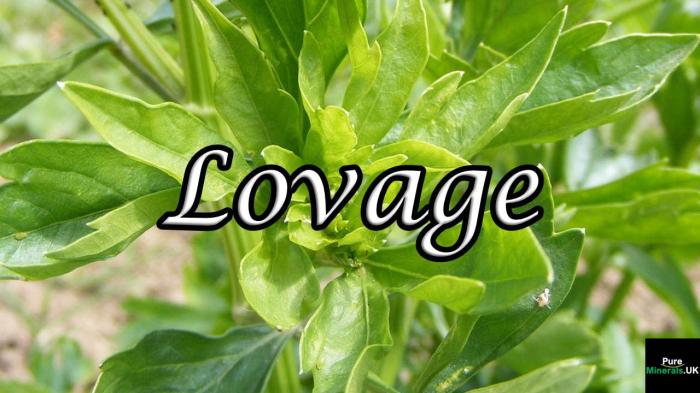 Lovage benefits side effects dosage and interactions