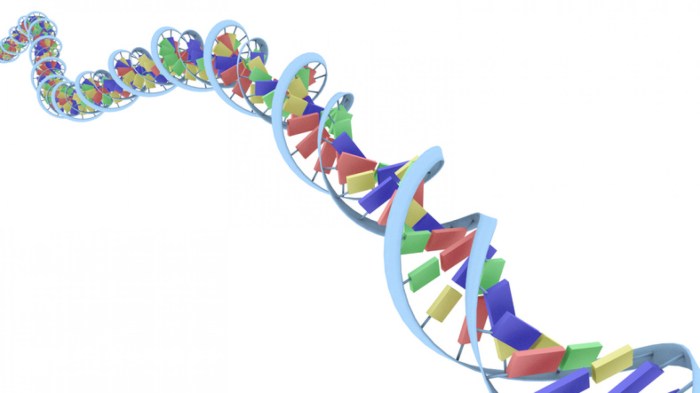 The genetic theory of aging