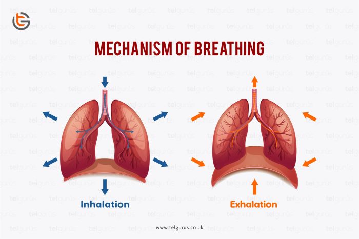 Explain the mechanism of breathing. | Science Question | TEL Gurus Breathing exercises to lower blood pressure