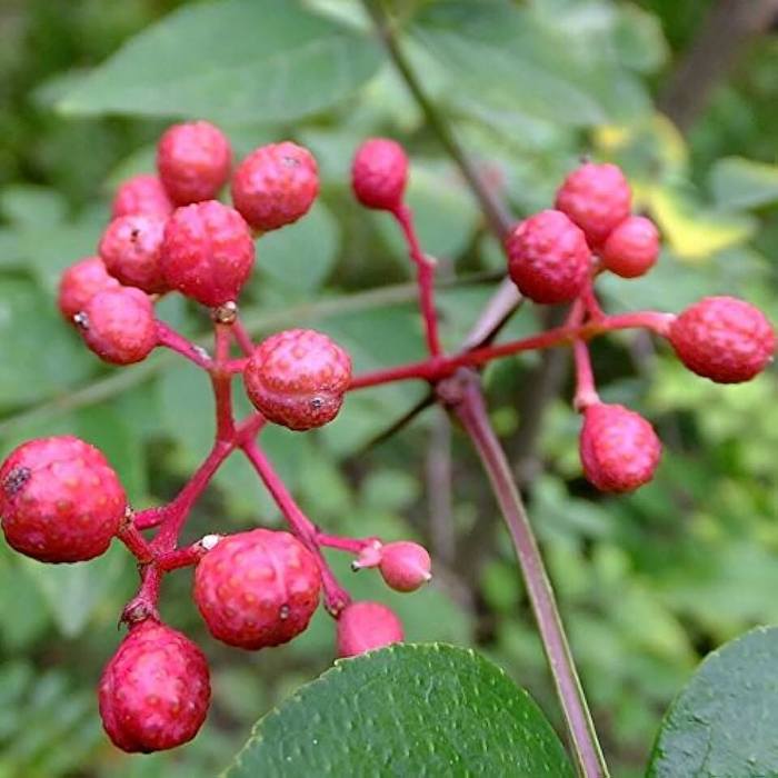Prickly Ash For The Nervous System - Hobby Farms The benefits of prickly ash