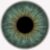 Iris of the Eye A Deep Dive