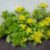 Rhodiola Everything You Need to Know