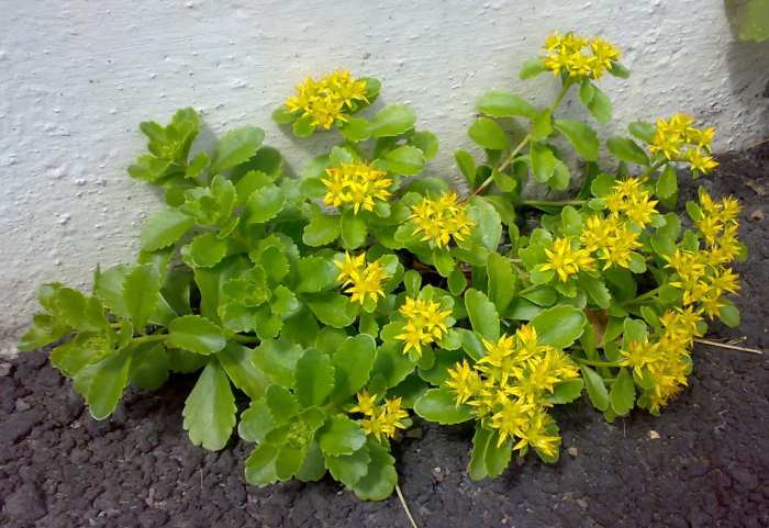 Rhodiola Everything You Need to Know