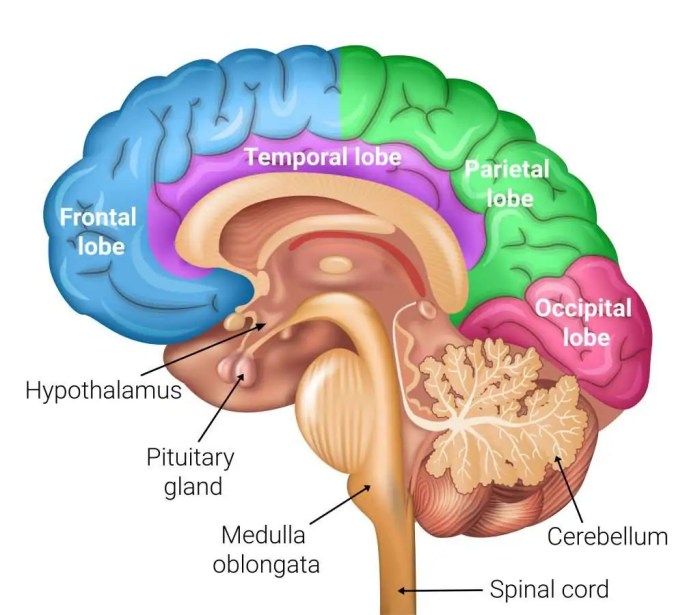 Brain fog with rheumatoid arthritis