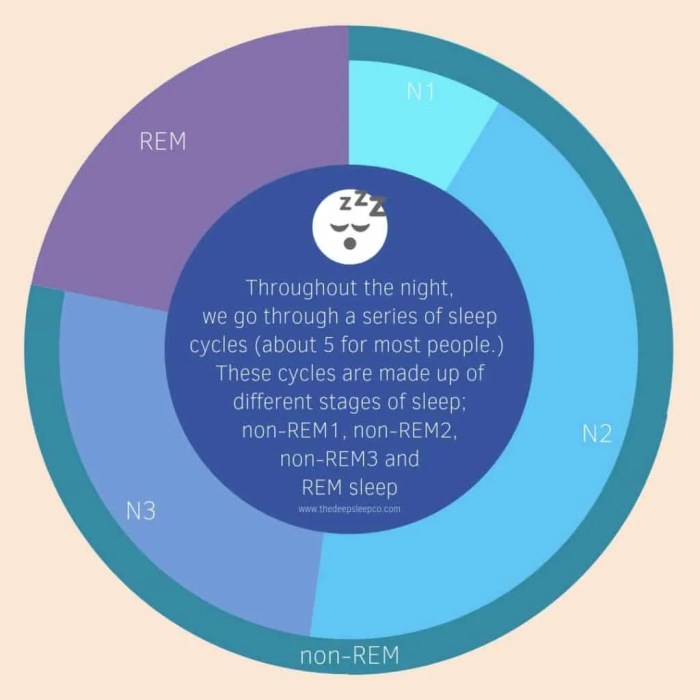 The Stages of Sleep: What Happens During Each - Sleep Guides