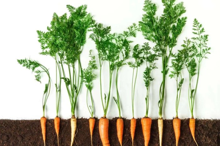 Carrot and Turmeric Juice A Healthy Elixir