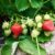 Are Strawberries Good for You? A Deep Dive