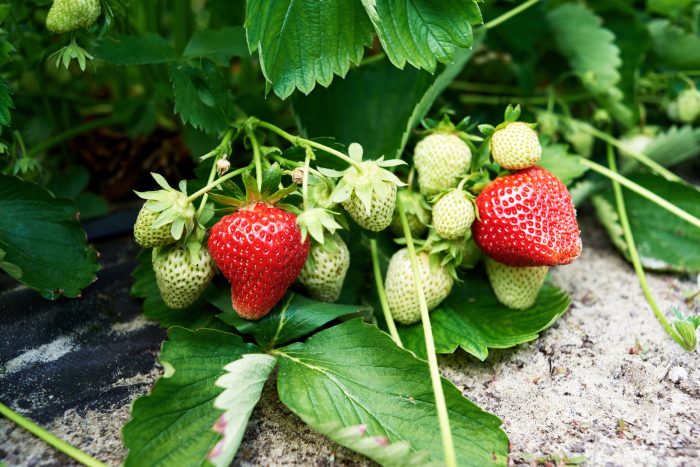 Strawberry Are strawberries good for you