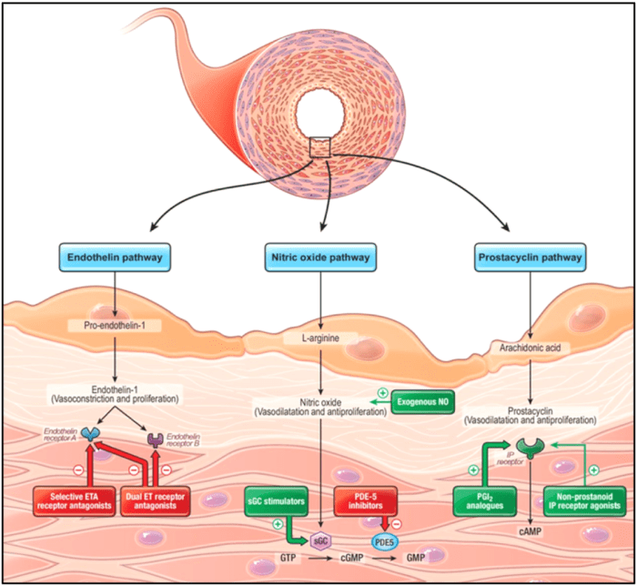 » Medical Therapy Available pulmonary arterial hypertension medications