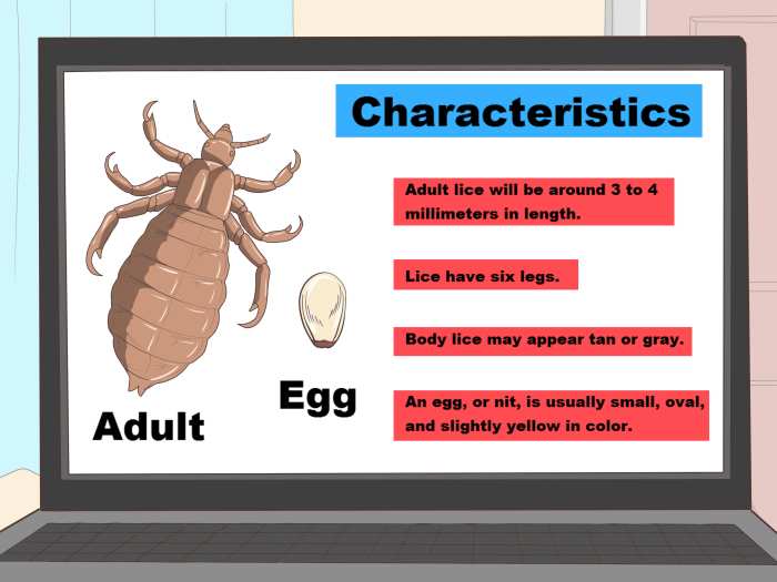 How to get rid of body lice