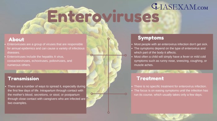 Enterovirus Strains and Facts A Deep Dive