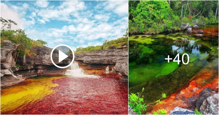 The Best 2024 Guide: Caño Cristales Rainbow River Colombia Natural remedies for adhd