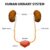What Causes Bladder Infections? A Deep Dive