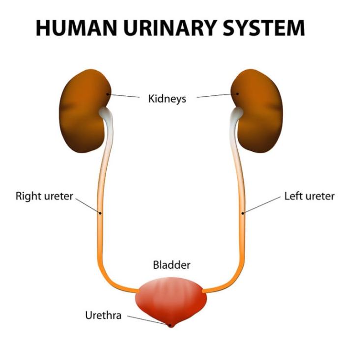 A Bladder Infection Is An Illness Caused By Bacteria Bladder Infections ... A Bladder Infection Is An Illness Caused By Bacteria Bladder Infections ...